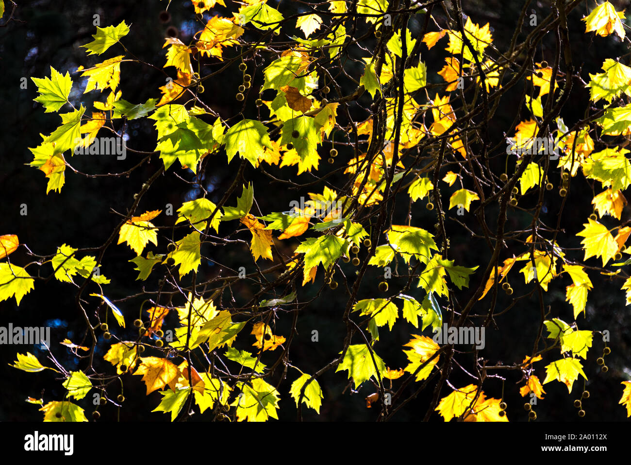 Paysage d'automne des feuilles d'érable canadien jaune doré sur fond sombre. Feuillage automne coloré rétro silhouette. Selective focus Banque D'Images