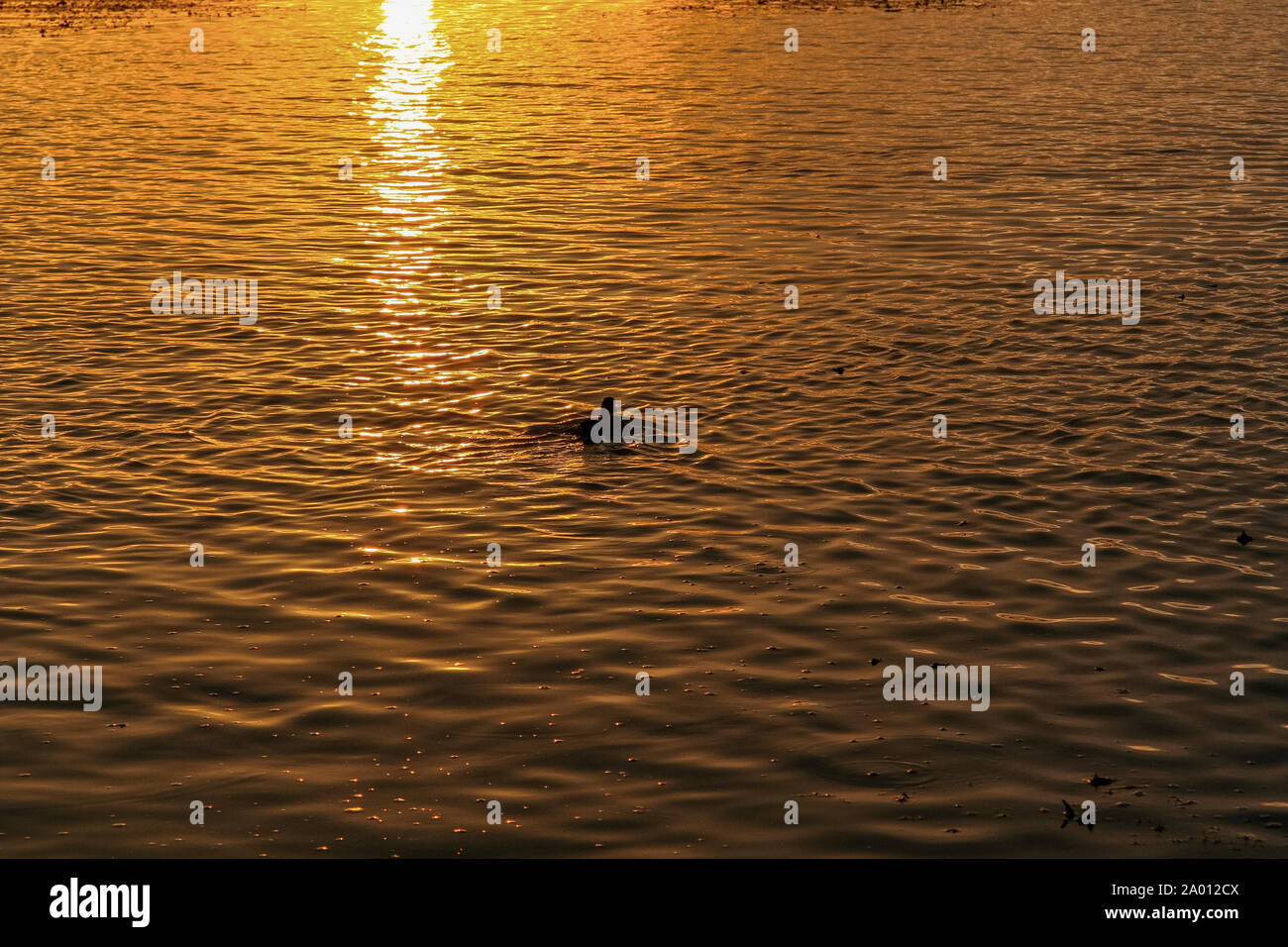 Coucher du soleil dans le Dniepr près du village de Kushugum. Région de Zaporijia, en Ukraine. Septembre 2012 Banque D'Images