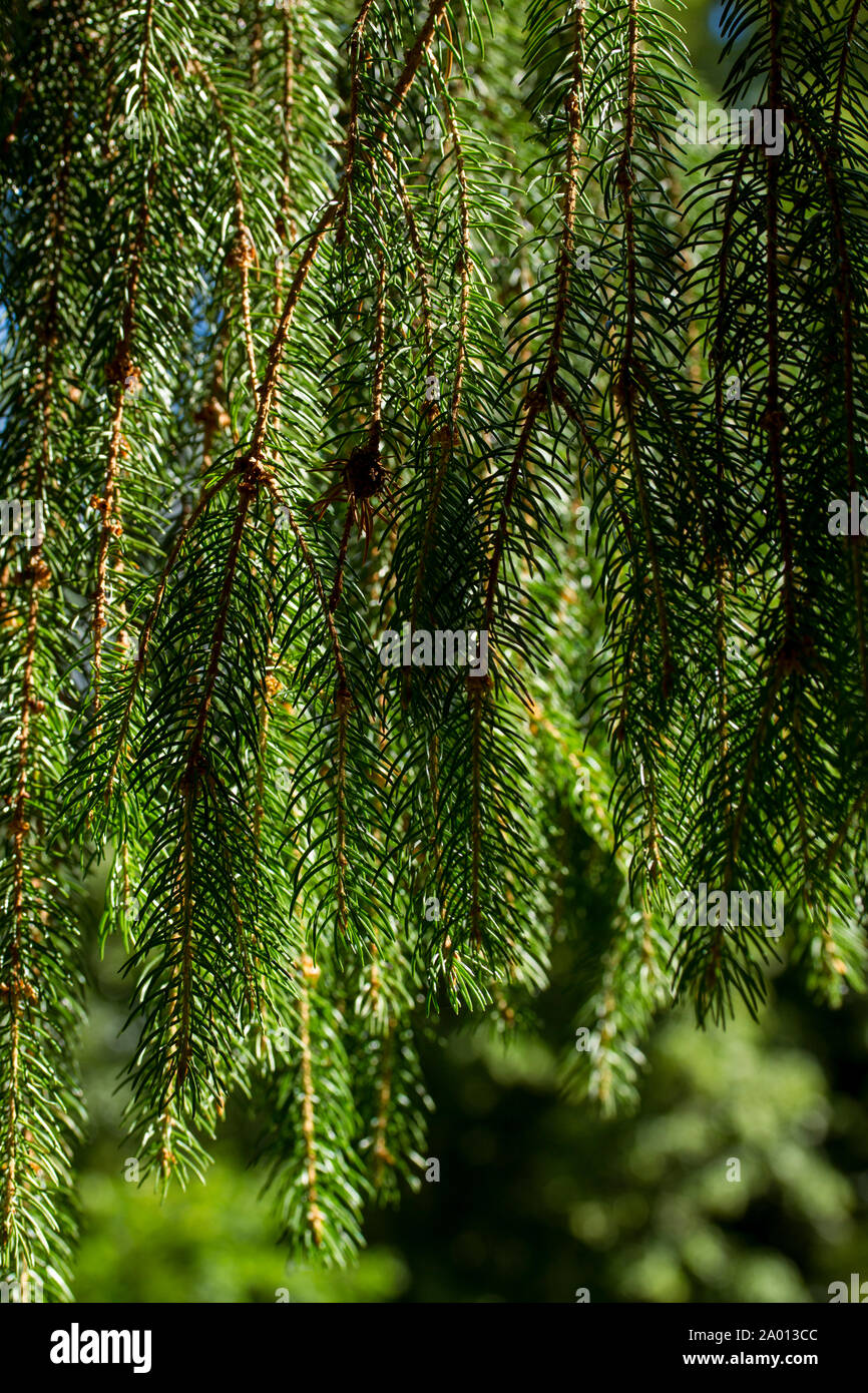 Détail de sapin Banque D'Images