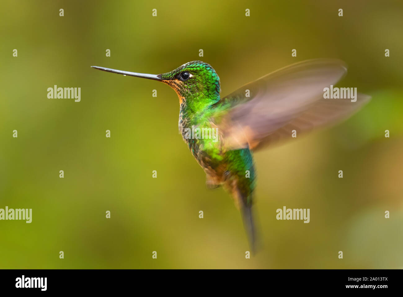 Buff-winged Starfrontlet - Coeligena lutetiae, belles pentes andines de colibri vert de l'Amérique du Sud, l'Équateur, Guango Lodge. Banque D'Images