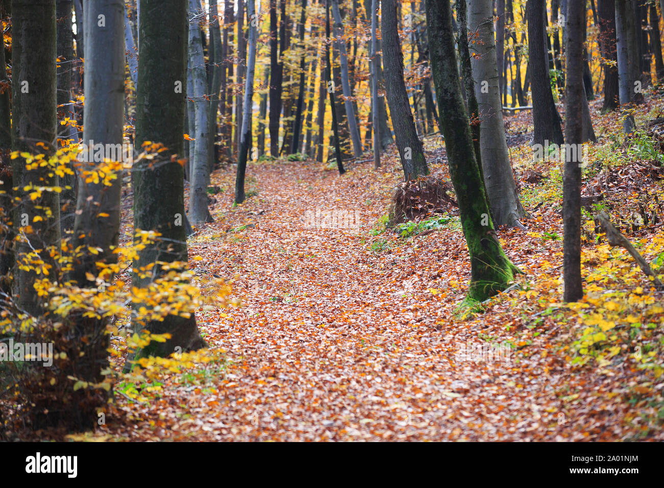 Automne dans la forêt. Les feuilles colorées sur le chemin à travers les bois. Banque D'Images