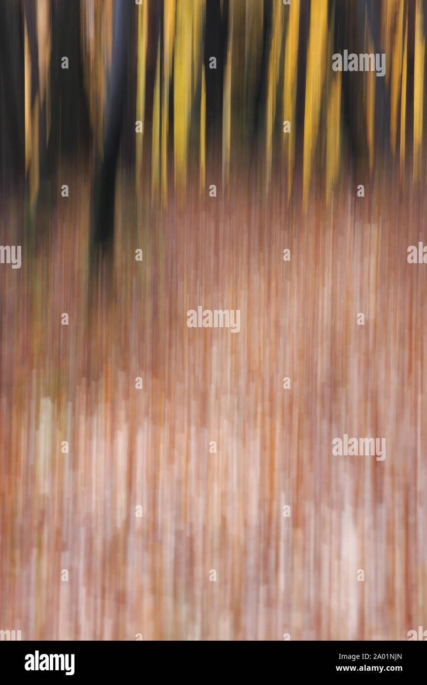 Couleurs d'automne floue dans la forêt. Banque D'Images