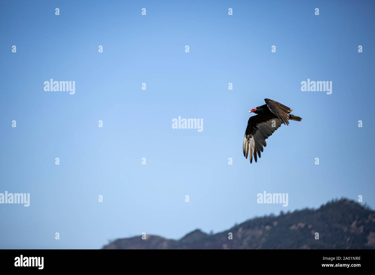 Ein kalifornischer Kondor fliegt über den Küstenstreifen à Kalifornien Big Sur. Ende der 80er Jahre waren diese großen Wildvögel ausgestorben rapide, e Banque D'Images