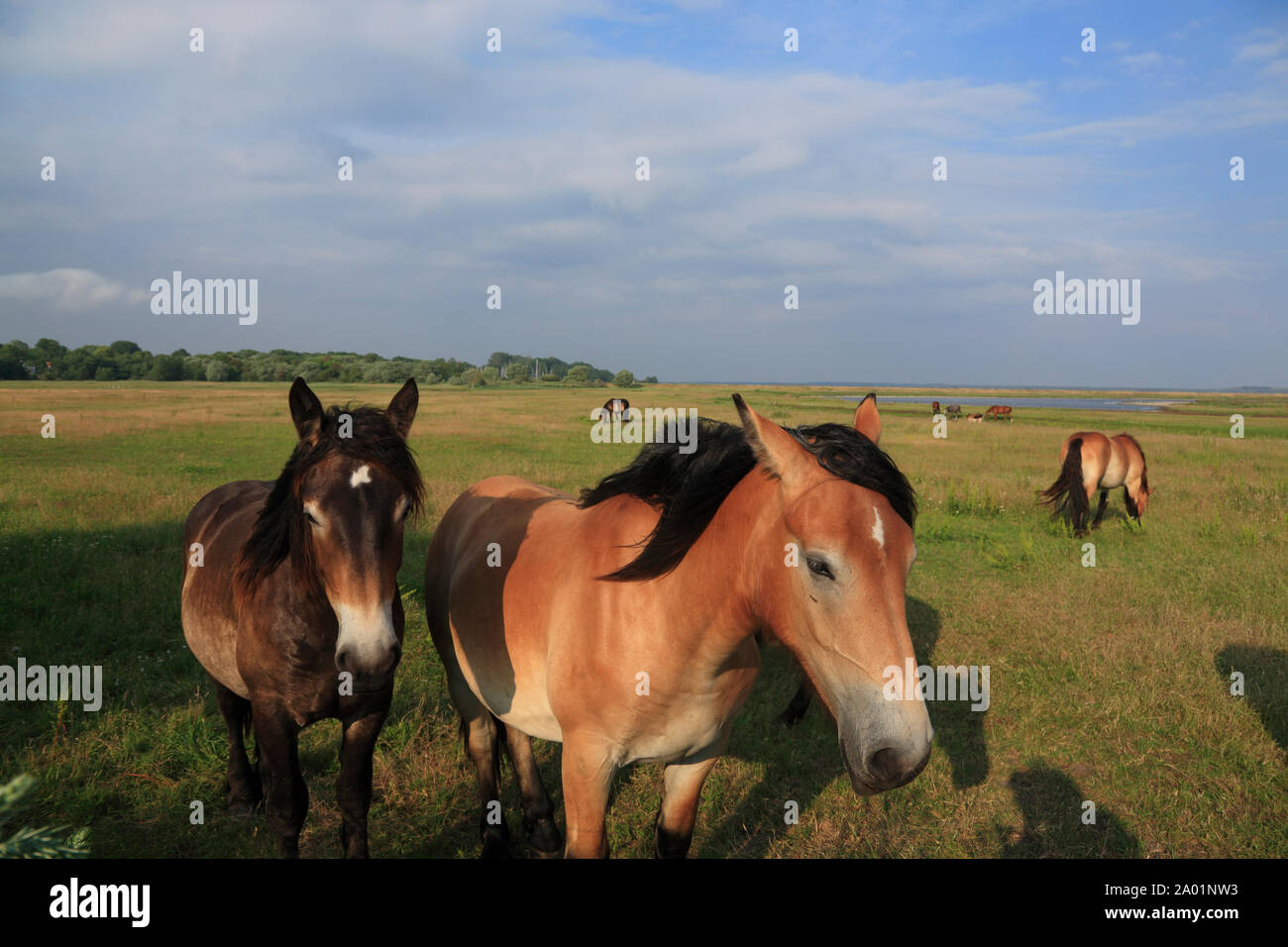 Les chevaux , l'île de Hiddensee, mer Baltique, Mecklembourg Poméranie occidentale, l'Allemagne, de l'Europe Banque D'Images