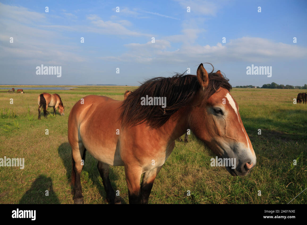 Les chevaux , l'île de Hiddensee, mer Baltique, Mecklembourg Poméranie occidentale, l'Allemagne, de l'Europe Banque D'Images