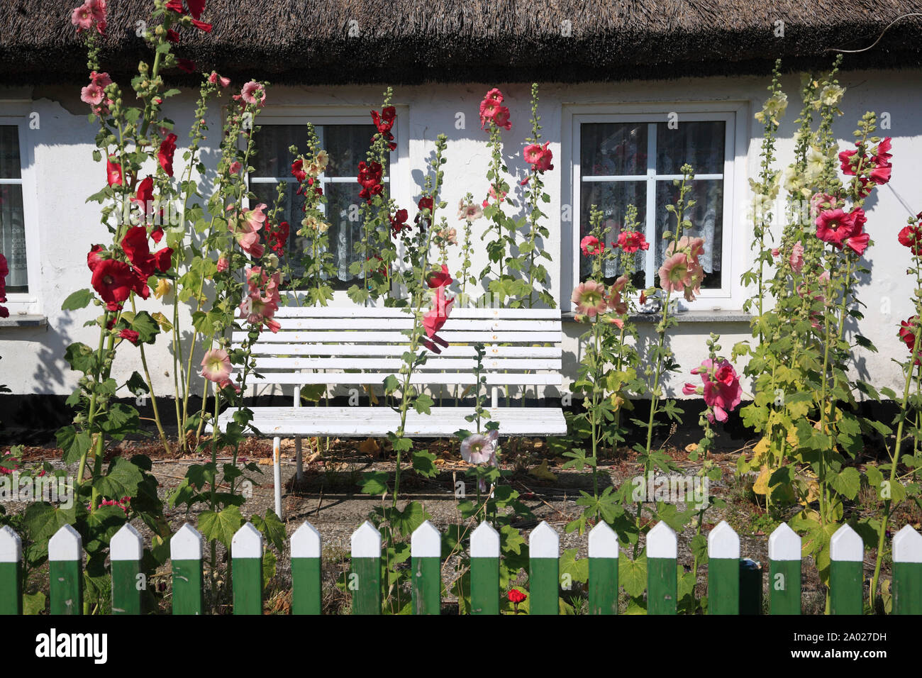 L'île de Ruegen, Dranske, hollyhoks en face d'une maison ancienne, la mer Baltique, le Mecklembourg Poméranie occidentale, l'Allemagne, de l'Europe Banque D'Images