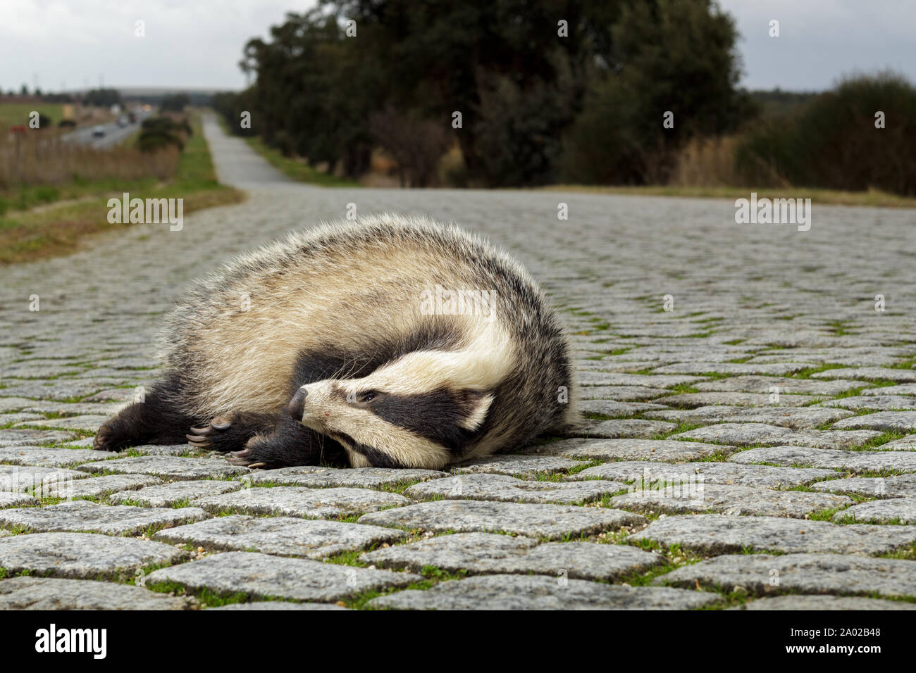 Animal mort sur une route rurale en Europe Banque D'Images