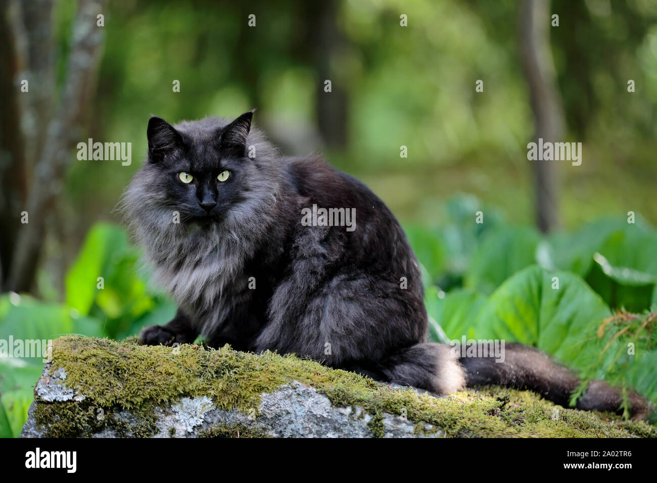 Une Fumee Noire Chat Norvegien Male Avec Expression D Alerte Photo Stock Alamy