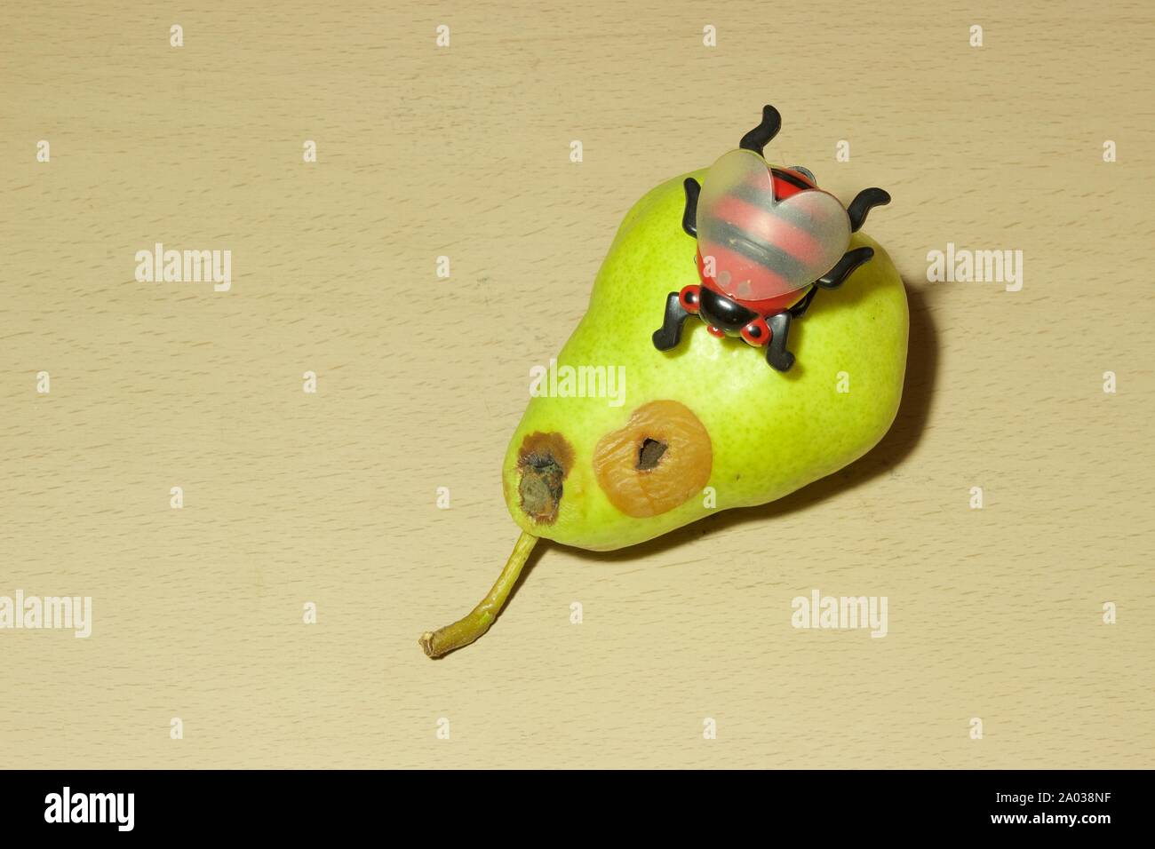 Petit jouet en plastique de coccinelle rouge, ramper à la surface d'un ver infecté grande poire verte avec trous, isolé sur une table en bois beige Banque D'Images