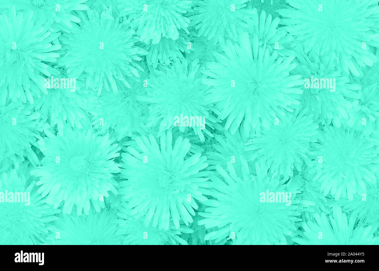 Le pissenlit floral background dans le quartier branché de menthe. Close-up. Vue d'en haut. Banque D'Images