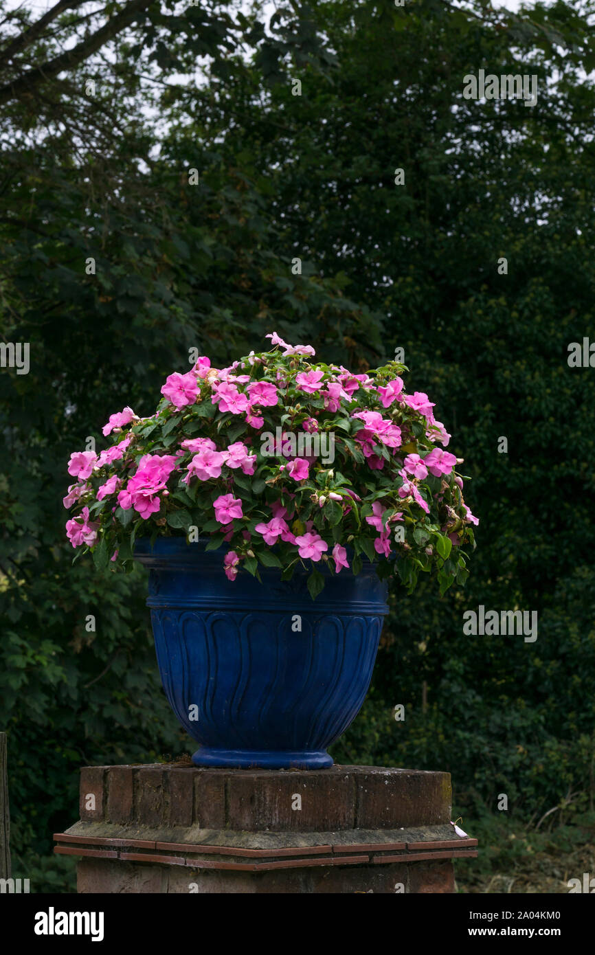 Semoir bleu sur pot barrière en brique avec des fleurs roses Banque D'Images