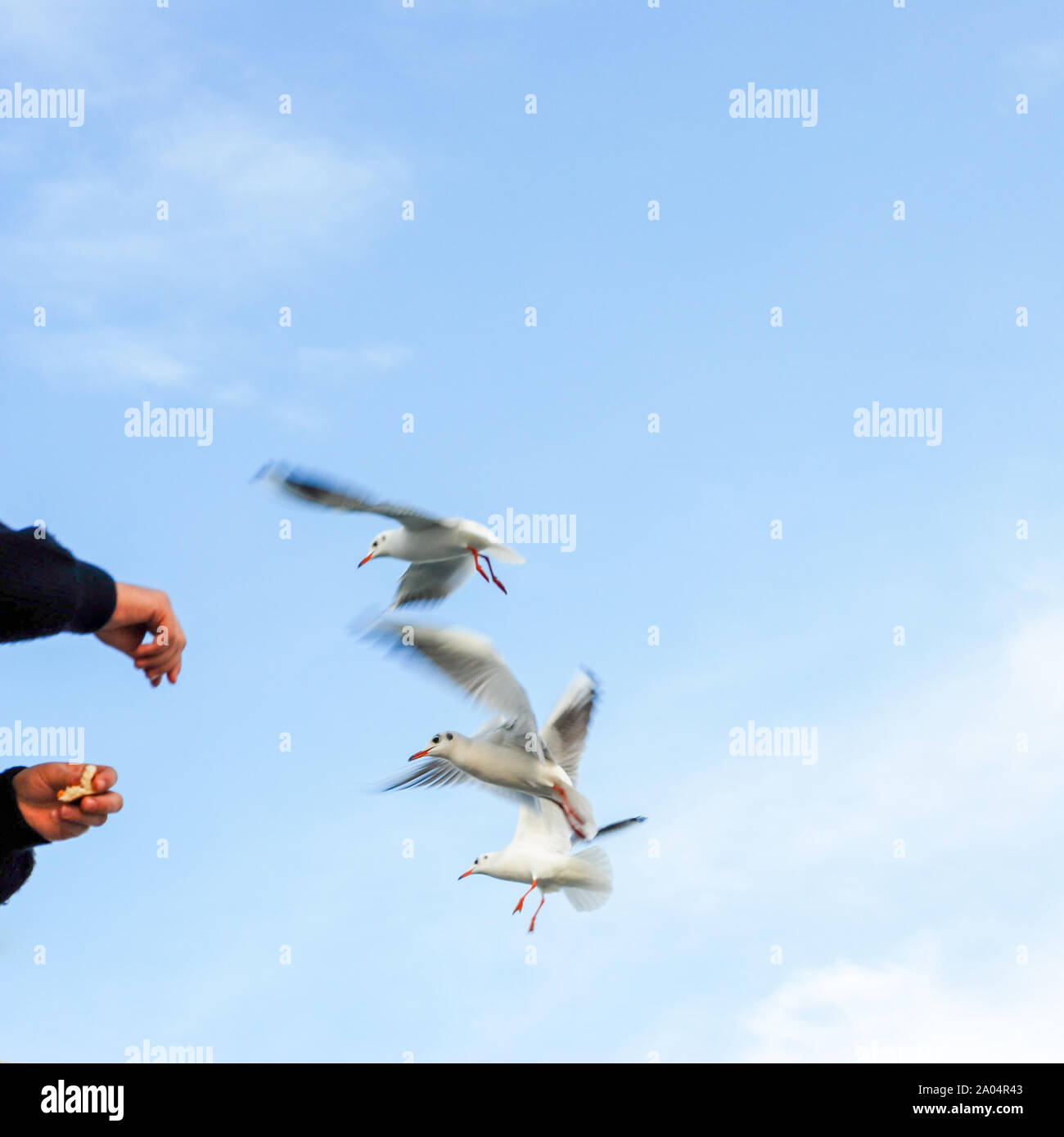 Homme voyageant sur Ferry Boat et nourrir les mouettes Banque D'Images