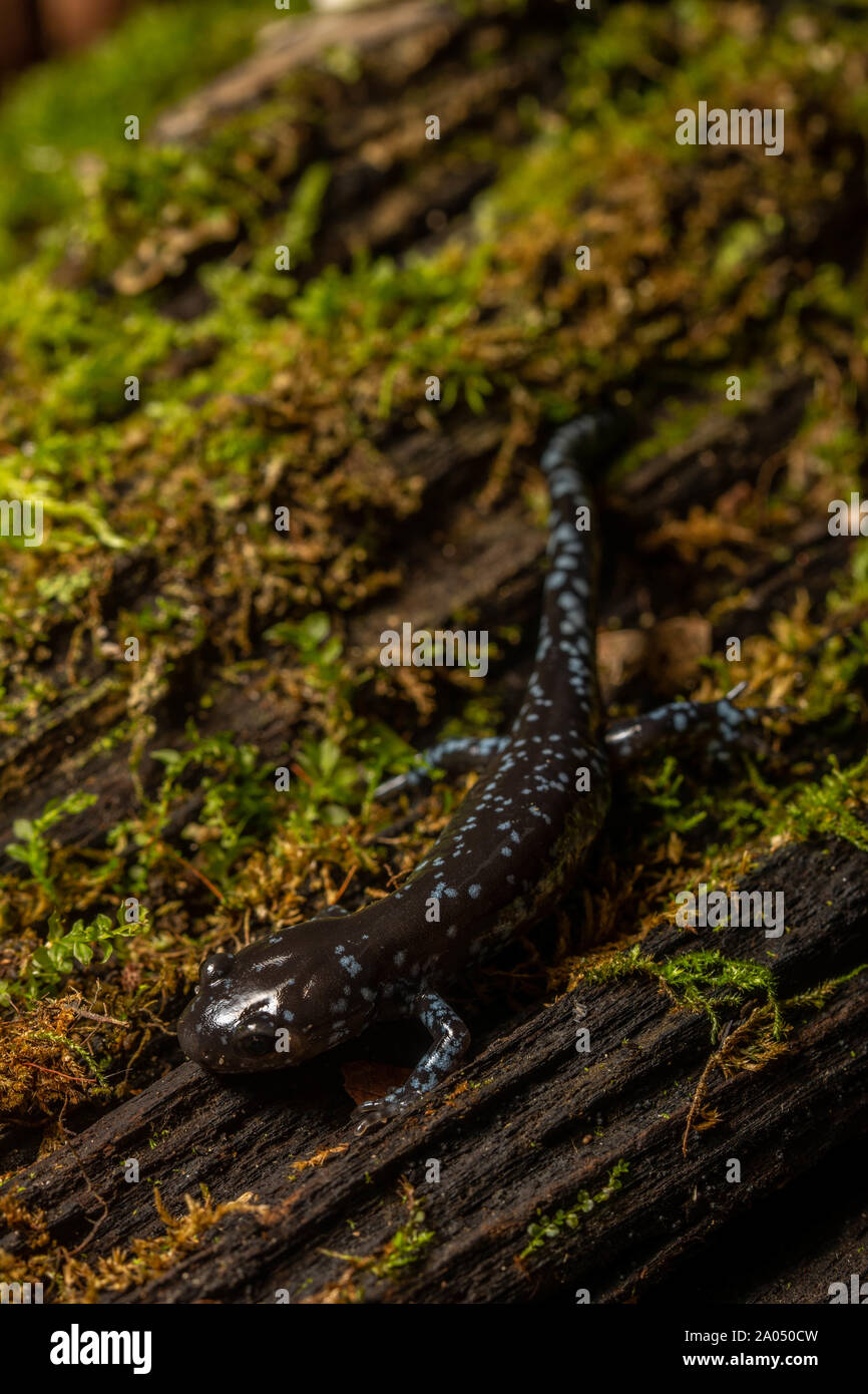 Salamandre à points bleus (Ambystoma laterale) de Sheboygan County, Wisconsin, USA. Banque D'Images