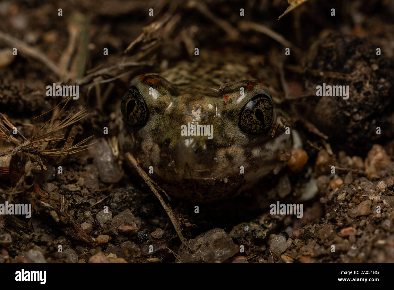 Crapaud des Plaines (Spea bombifrons) du comté de Morgan, Colorado, USA. Banque D'Images