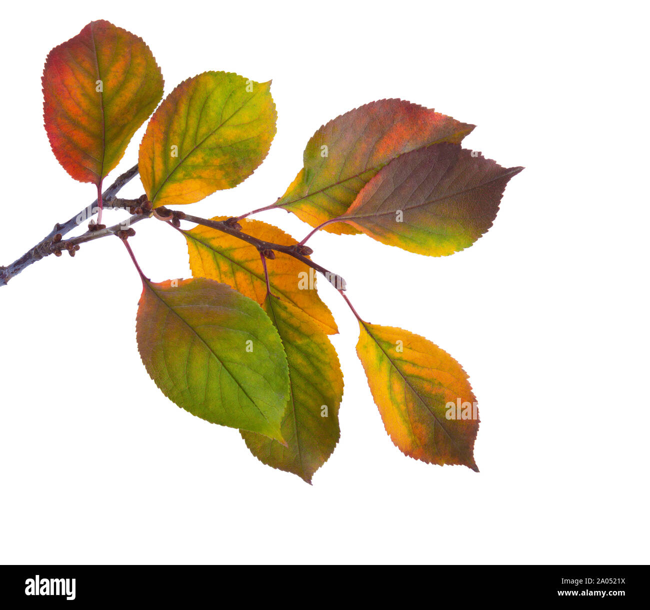 Cherry branch avec motif de feuilles d'automne isolé sur fond blanc. Prunus cerasus Banque D'Images