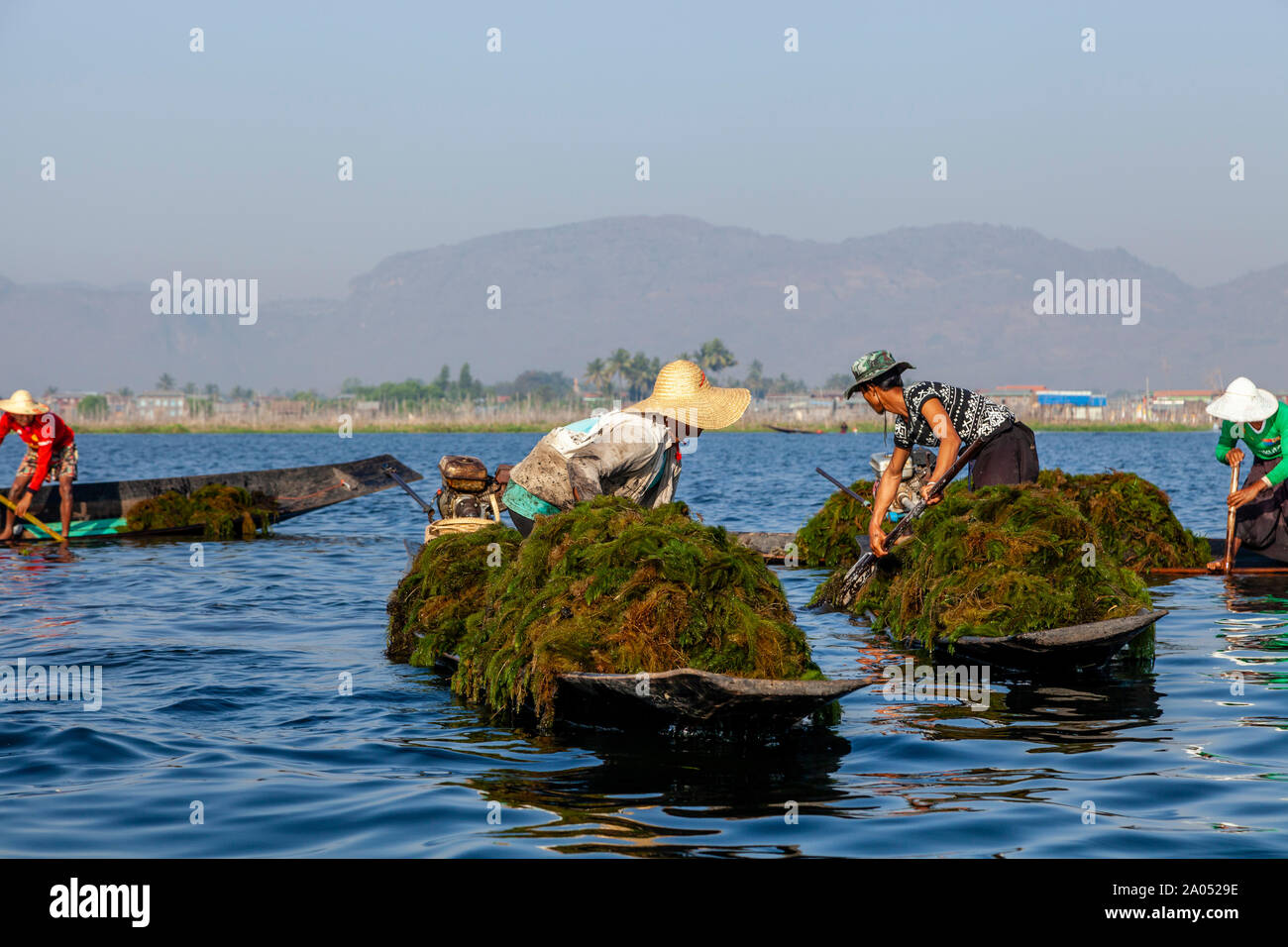 Les populations locales la collecte des mauvaises herbes d'Inle Lake, l'État de Shan, Myanmar Banque D'Images