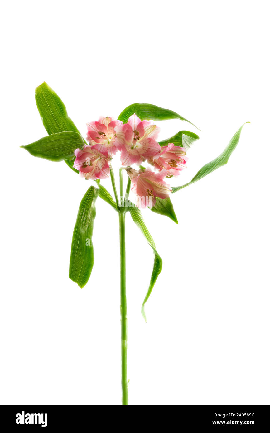 Cinq fleurs d'Alstroemeria roses fleurissent sur une seule tige sur un fond blanc Uni Banque D'Images