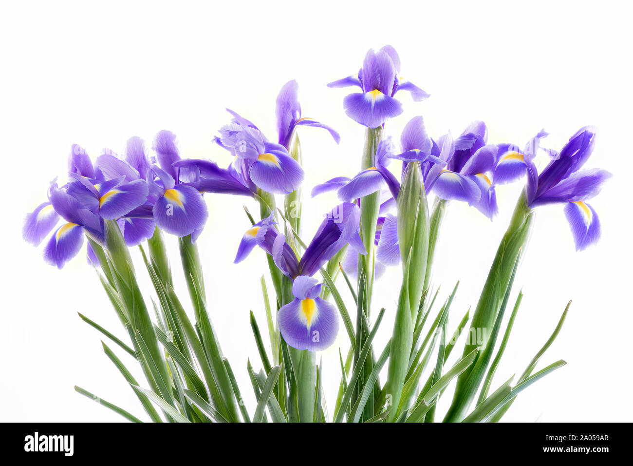 Gros Bouquet de fleurs Iris bleu en photo sur un fond blanc. Banque D'Images