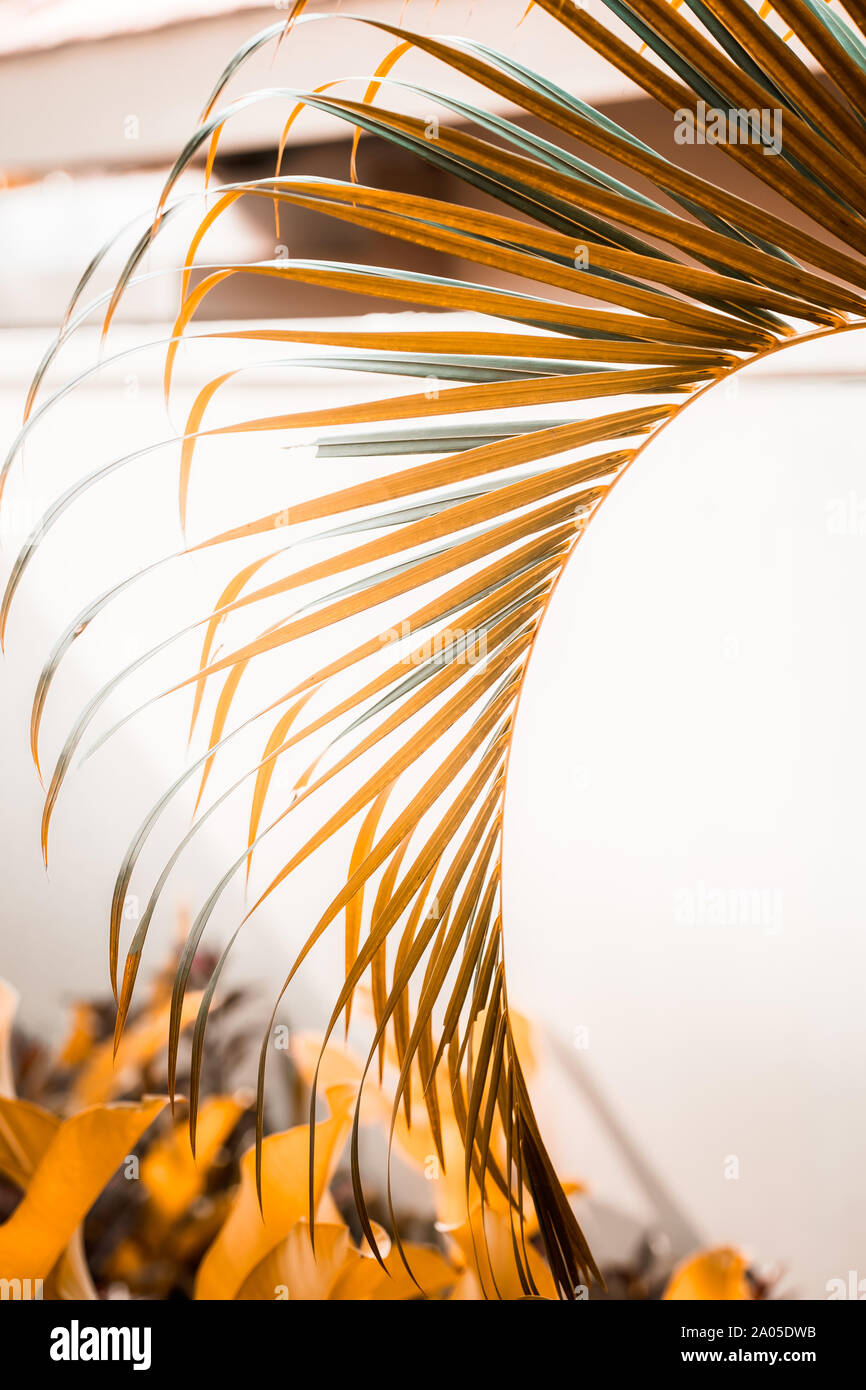 Feuilles de palmier contre mur blanc. Couleurs orange chaleureux, tons ocre, créatif. le minimalisme coloré Texte vertical, pour Copyspace Banque D'Images