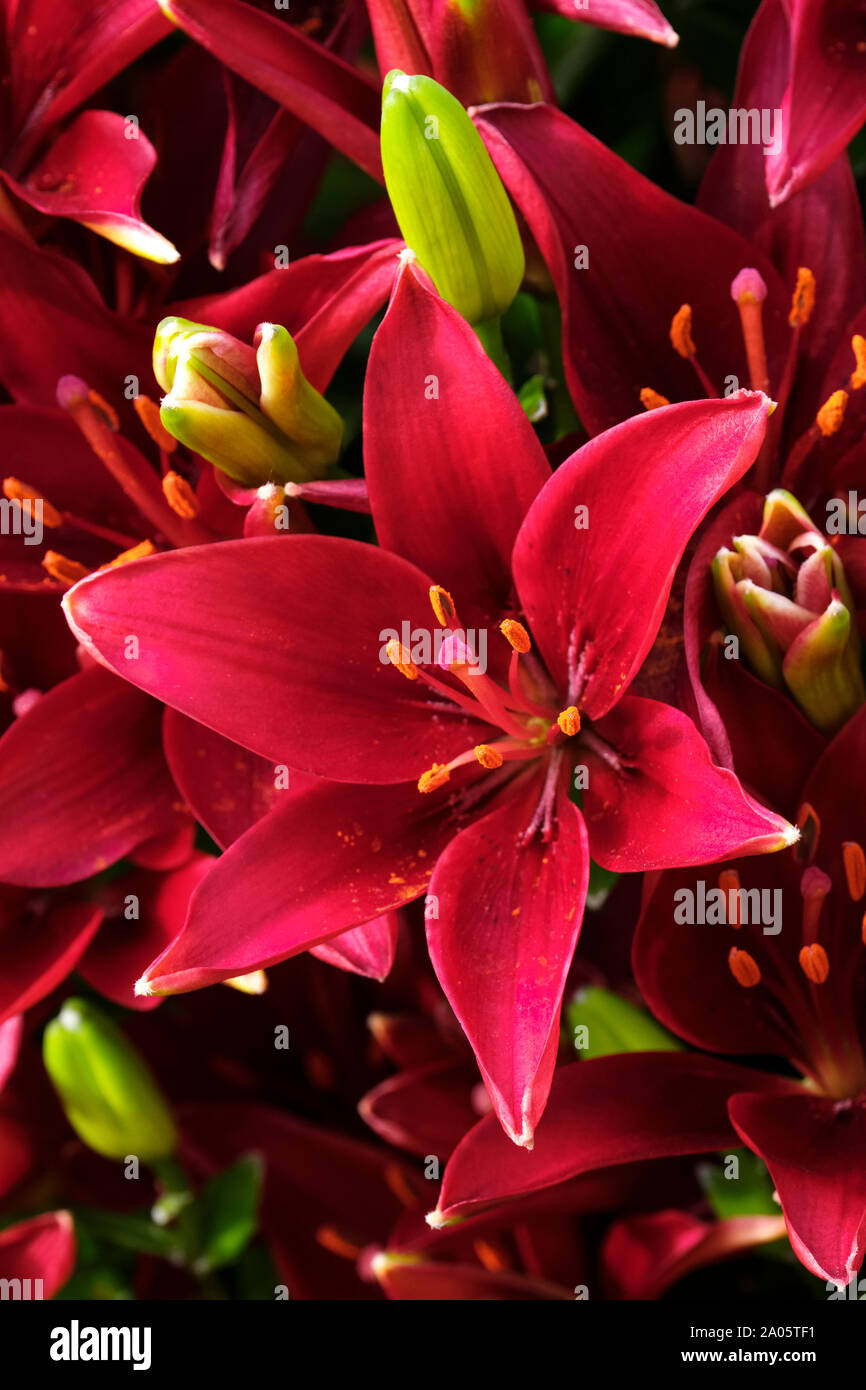 Close-up of deep red/bourgogne fleurs de lilium asiatic sombre secret, Lily 'Dark Secret' Banque D'Images
