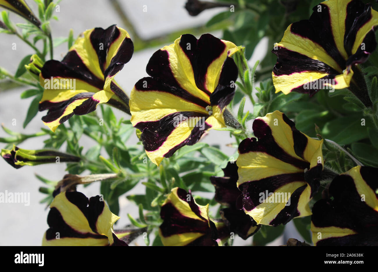 Une belle guirlande de inhabituel et noir rayé jaune fleurs pétunia arrière ensoleillée, sur un arrière-plan gris. Banque D'Images
