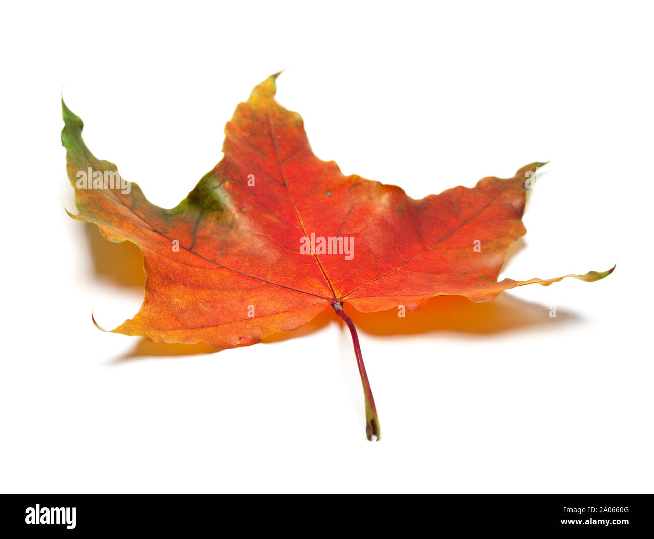 Automne rouge feuille d'érable. Isolé sur fond blanc. Focus sélectif. Banque D'Images