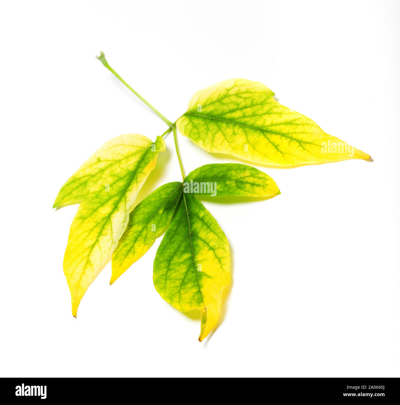 Automne multicolore, feuille d'érable Acer negundo ou érable du Manitoba. Isolé sur fond blanc. Banque D'Images