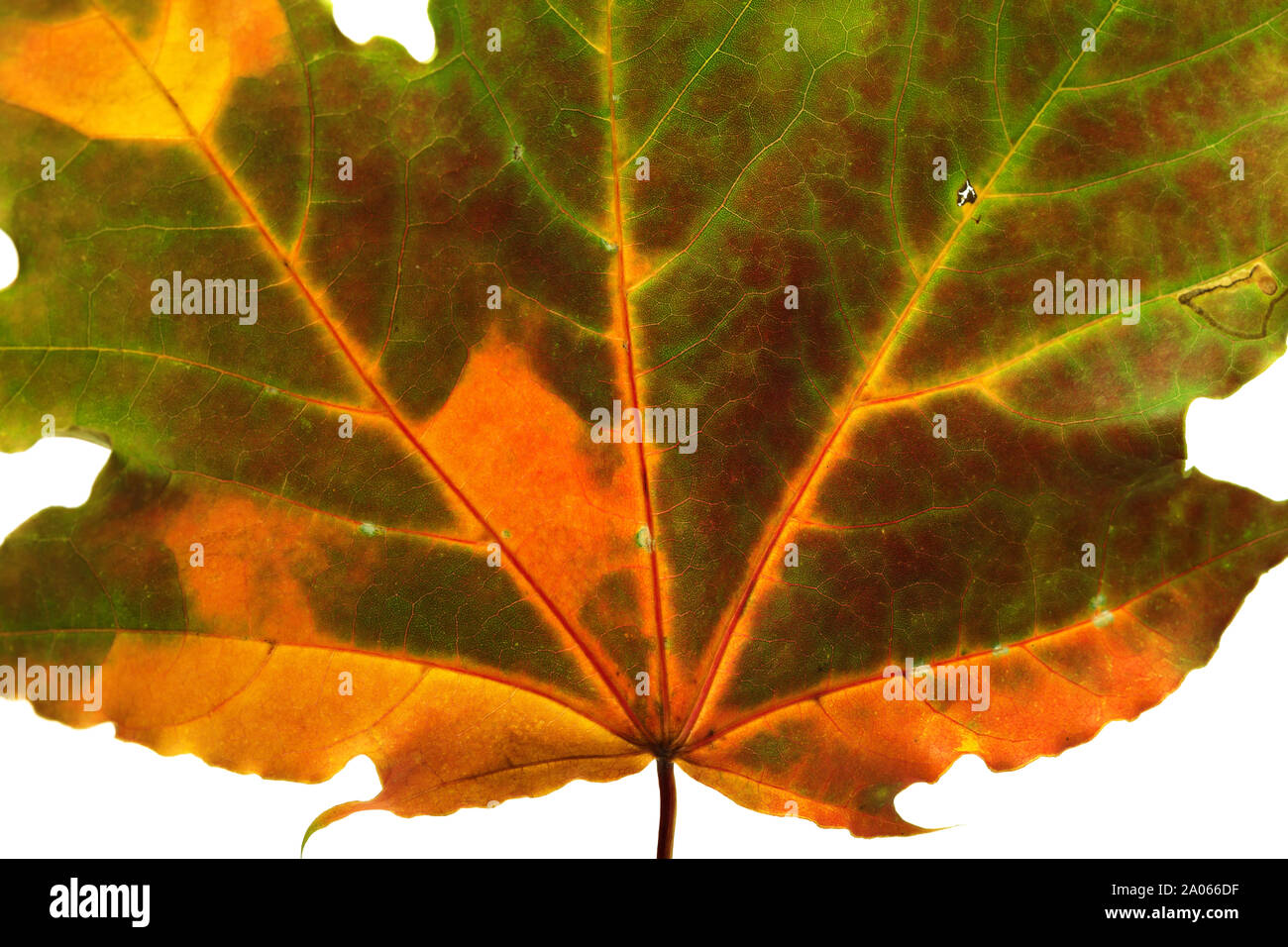 Feuille d'érable multicolores de l'automne. Isolé sur fond blanc. Vue rapprochée. Banque D'Images