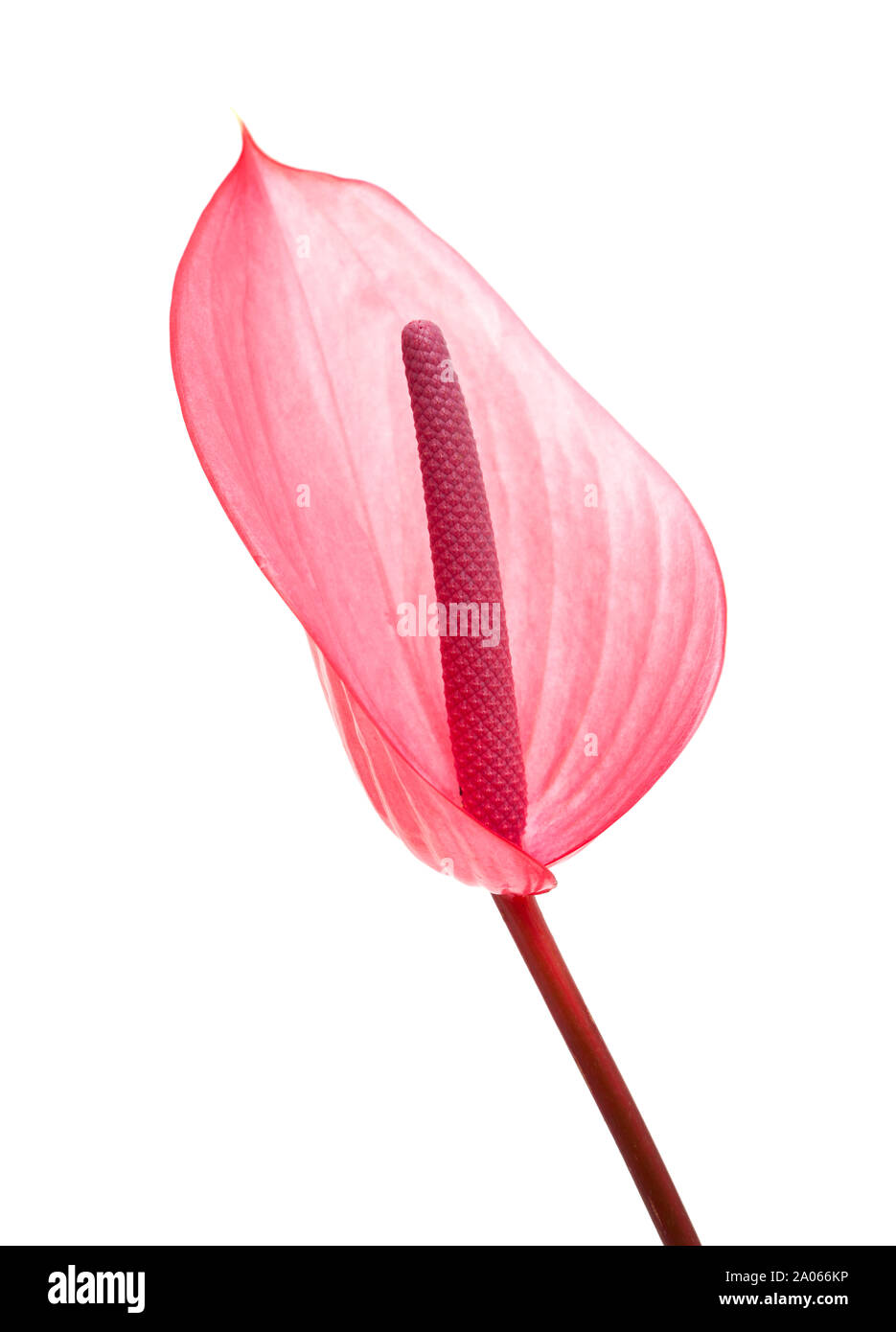 Fleur d'anthurium rose isolé sur fond blanc Banque D'Images