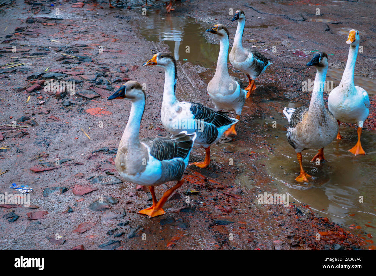 Grand Cygne sur la rue Banque D'Images