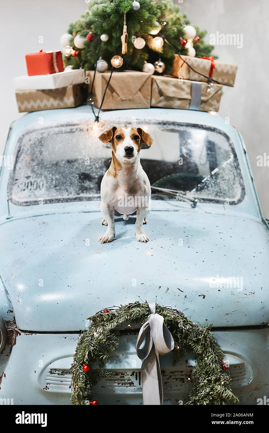 Petit et mignon chien Jack Russell Terrier est assis sur le capot de voiture rétro bleu avec des cadeaux de Noël sur le toit. Voiture rétro classique décorée pour Noël Banque D'Images