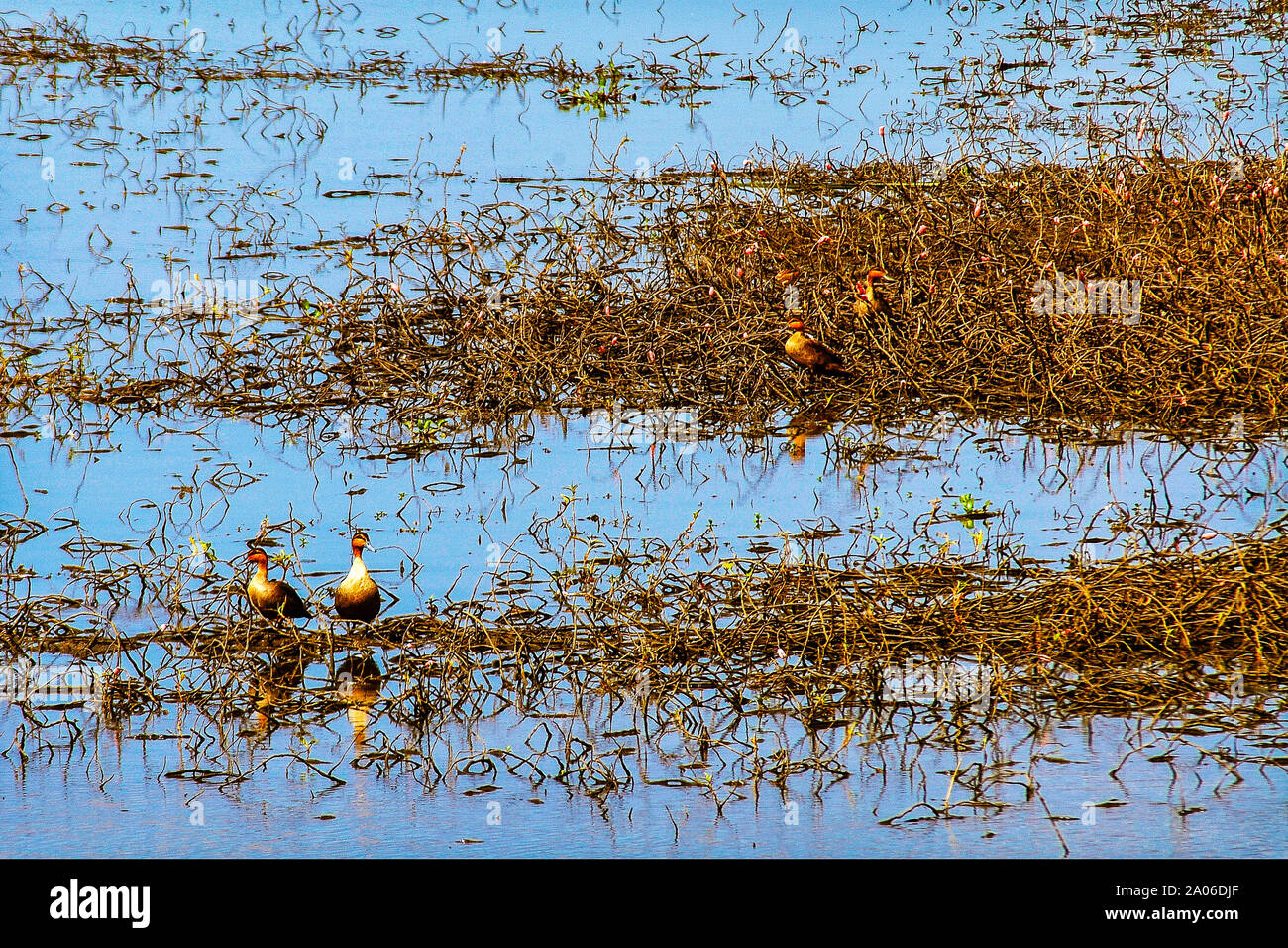 Swamp et canards Banque D'Images