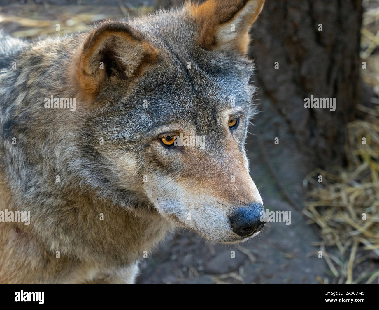 Loup gris Canis lupus eurasien Prisonnier Banque D'Images