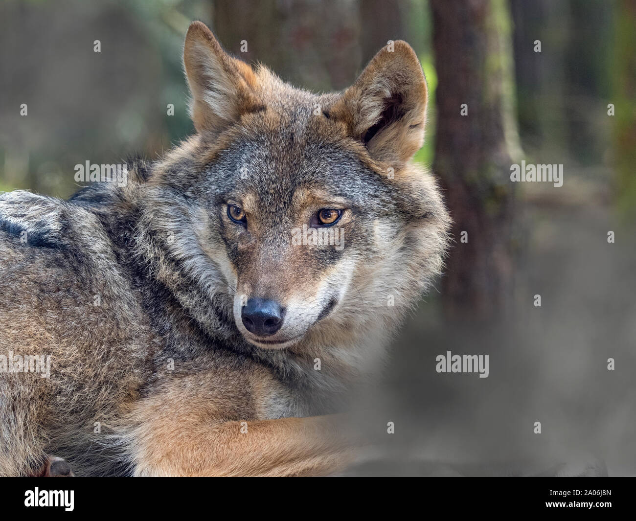Loup gris Canis lupus eurasien Prisonnier Banque D'Images