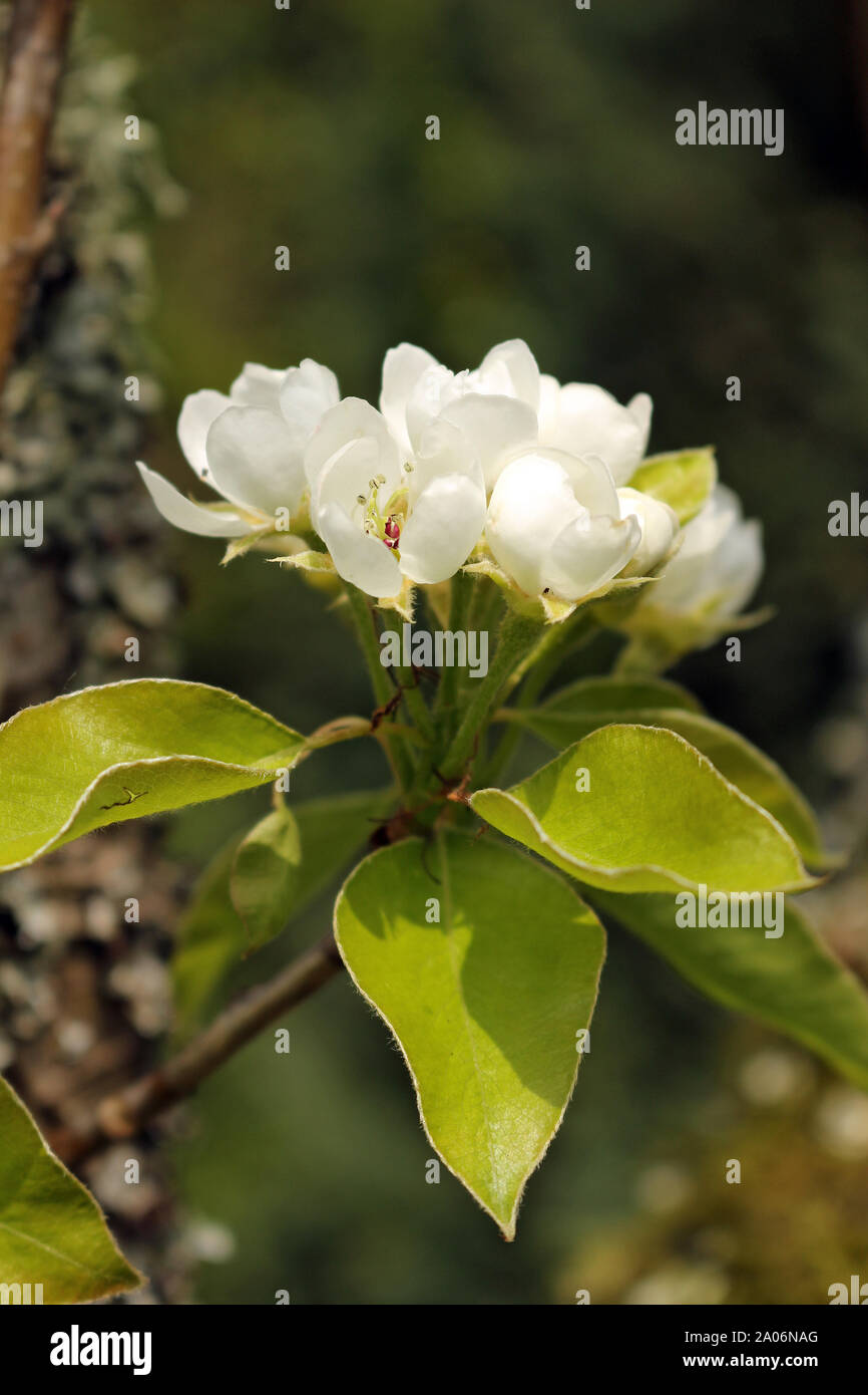 Fleur de poire. Un gros plan de fleurs de poire blanche sur l'arbre en fleurs. Banque D'Images