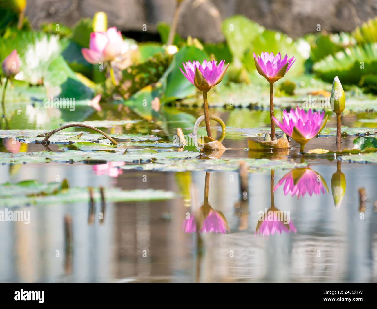 Fleurs de Lotus rose reflétant dans l'eau sur un étang de lotus envahi par la verte avec des feuilles de lotus vert dans l'arrière-plan en été. Banque D'Images