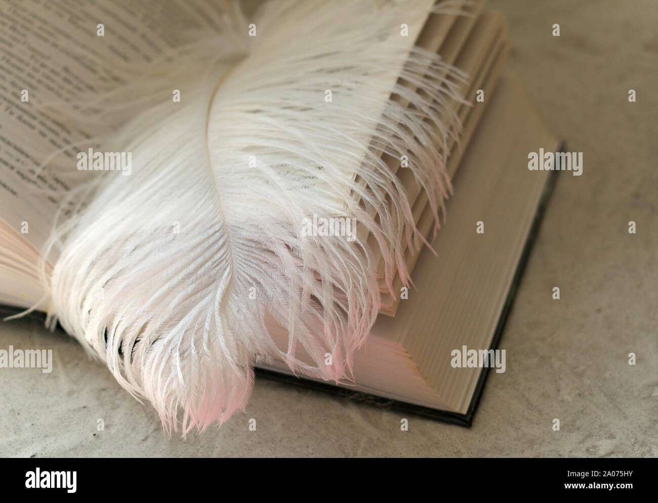 Le grand blanc de plumes une autruche se trouve sur le livre ouvert. Banque D'Images