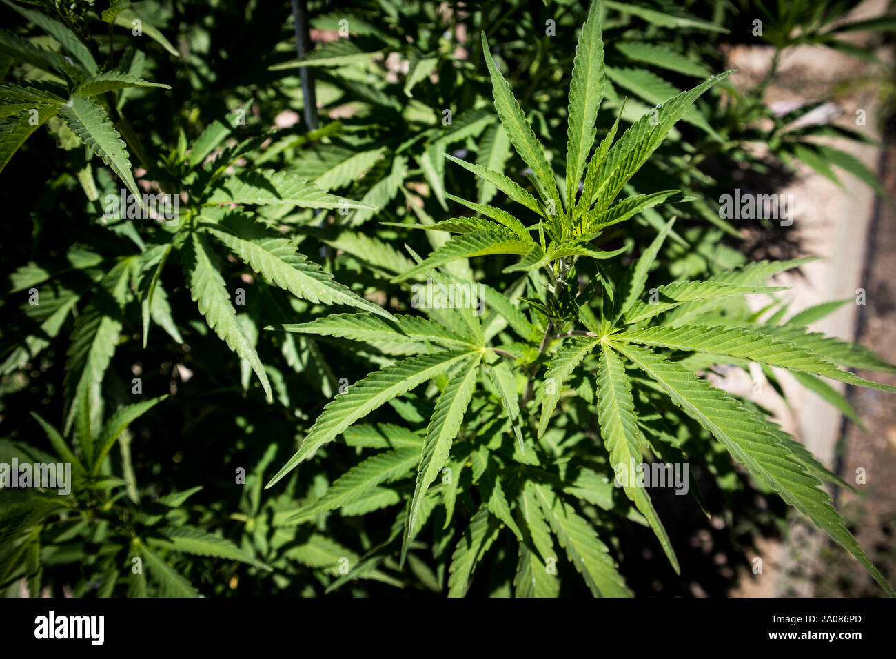 Usine de marijuana au début de l'étape de croissance Banque D'Images