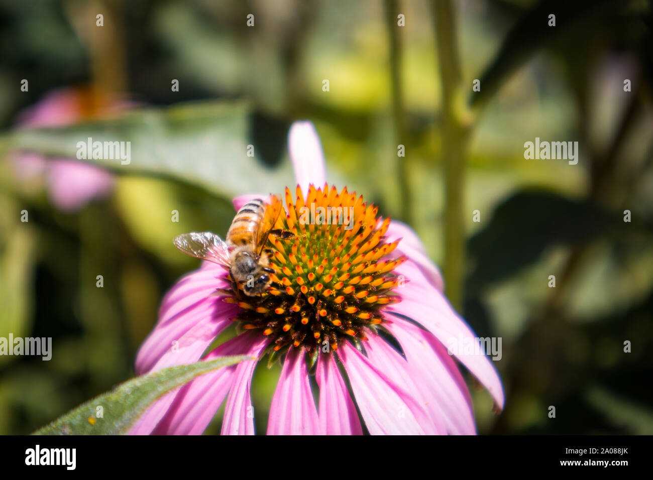 Echinecea Fleurs dans jardin avec Bee Banque D'Images