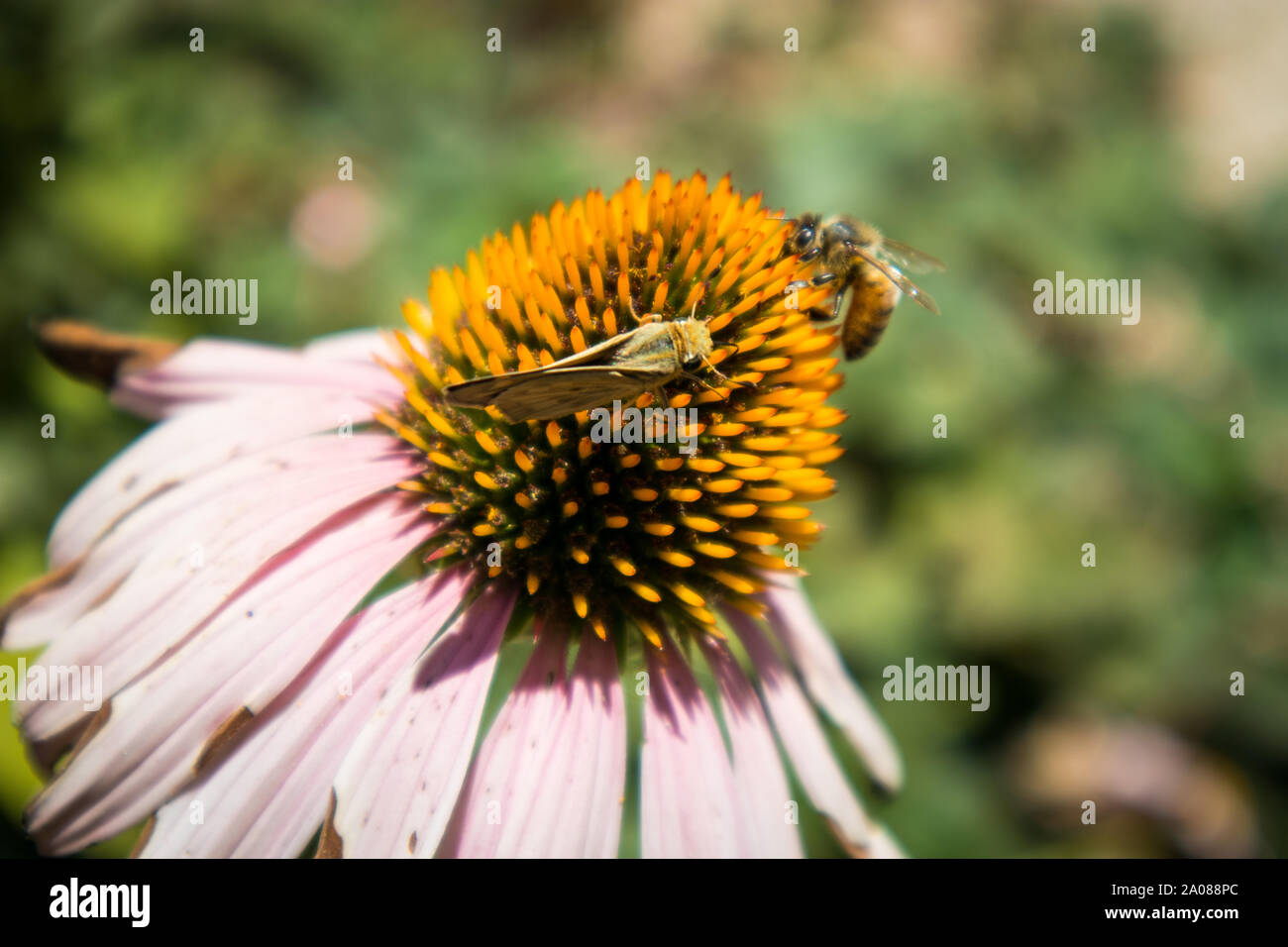 Echinecea Fleurs dans jardin avec Bee et Papillon Banque D'Images