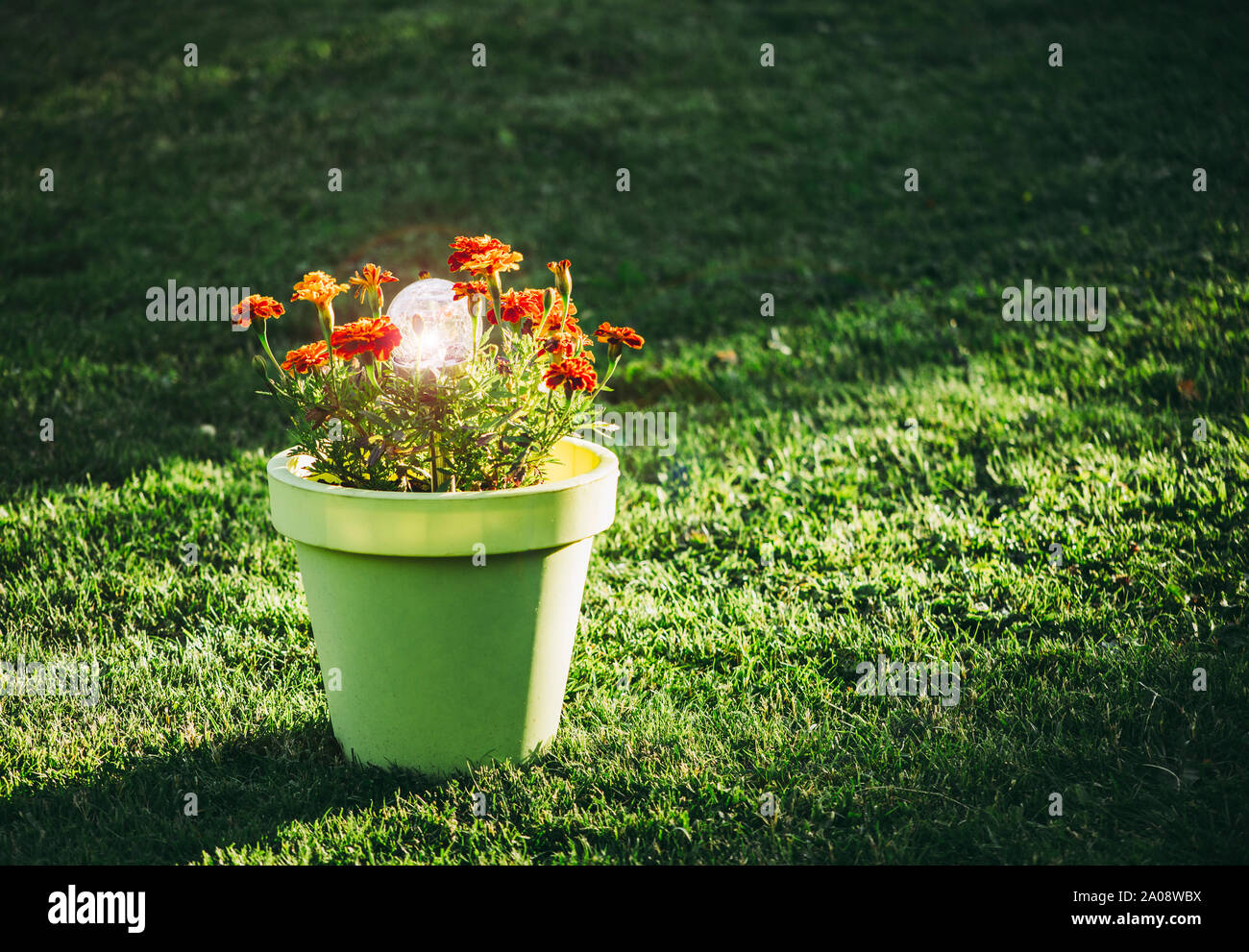 La lampe de jardin à LED solaire en verre crépitant rond est allumée. La lampe est dans un grand pot en plastique vert citron où les fleurs de tagetes orange poussent, vert g Banque D'Images