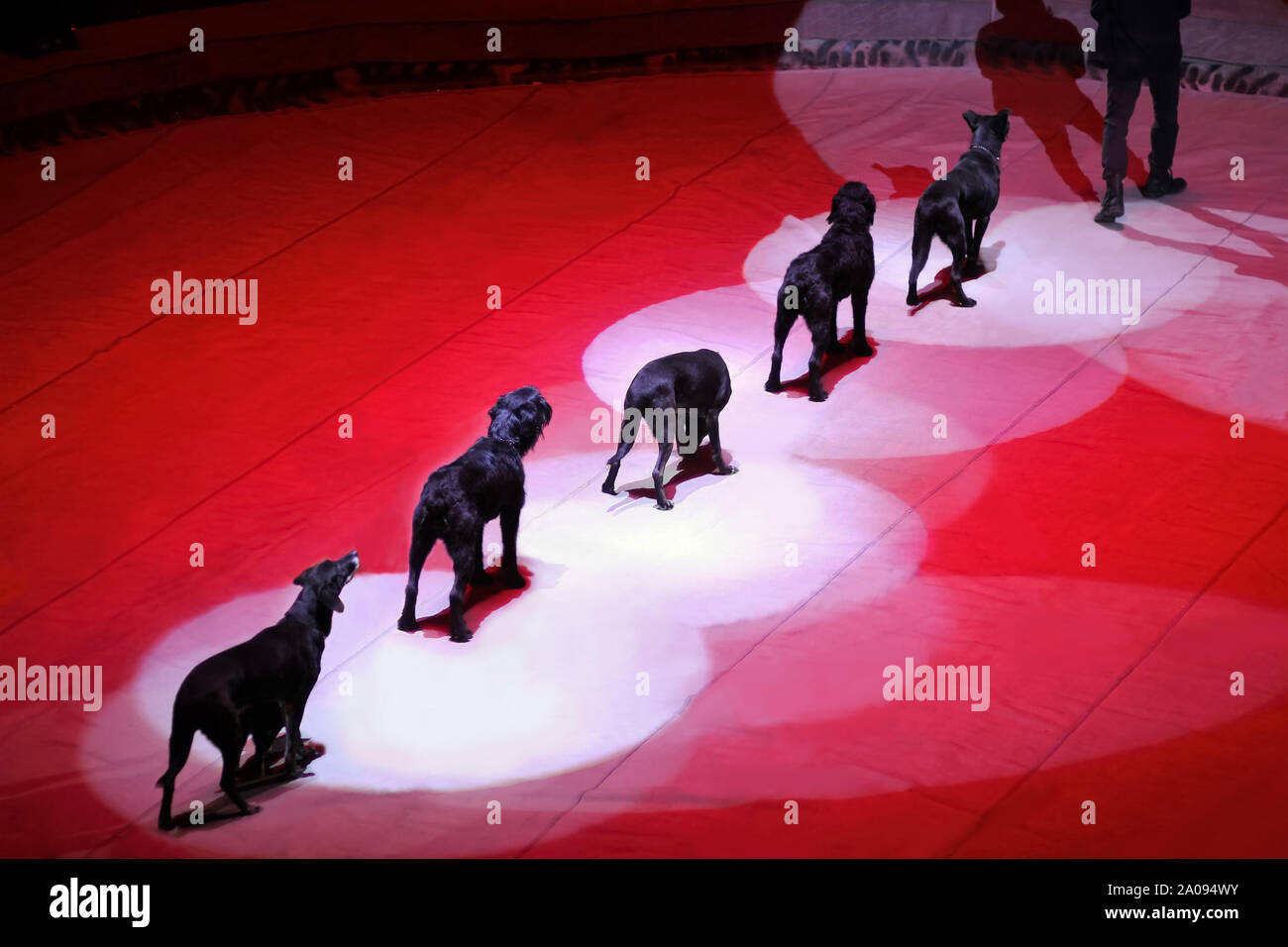 Rangée de chiens noirs avec leurs formateurs sur scène de cirque Banque D'Images