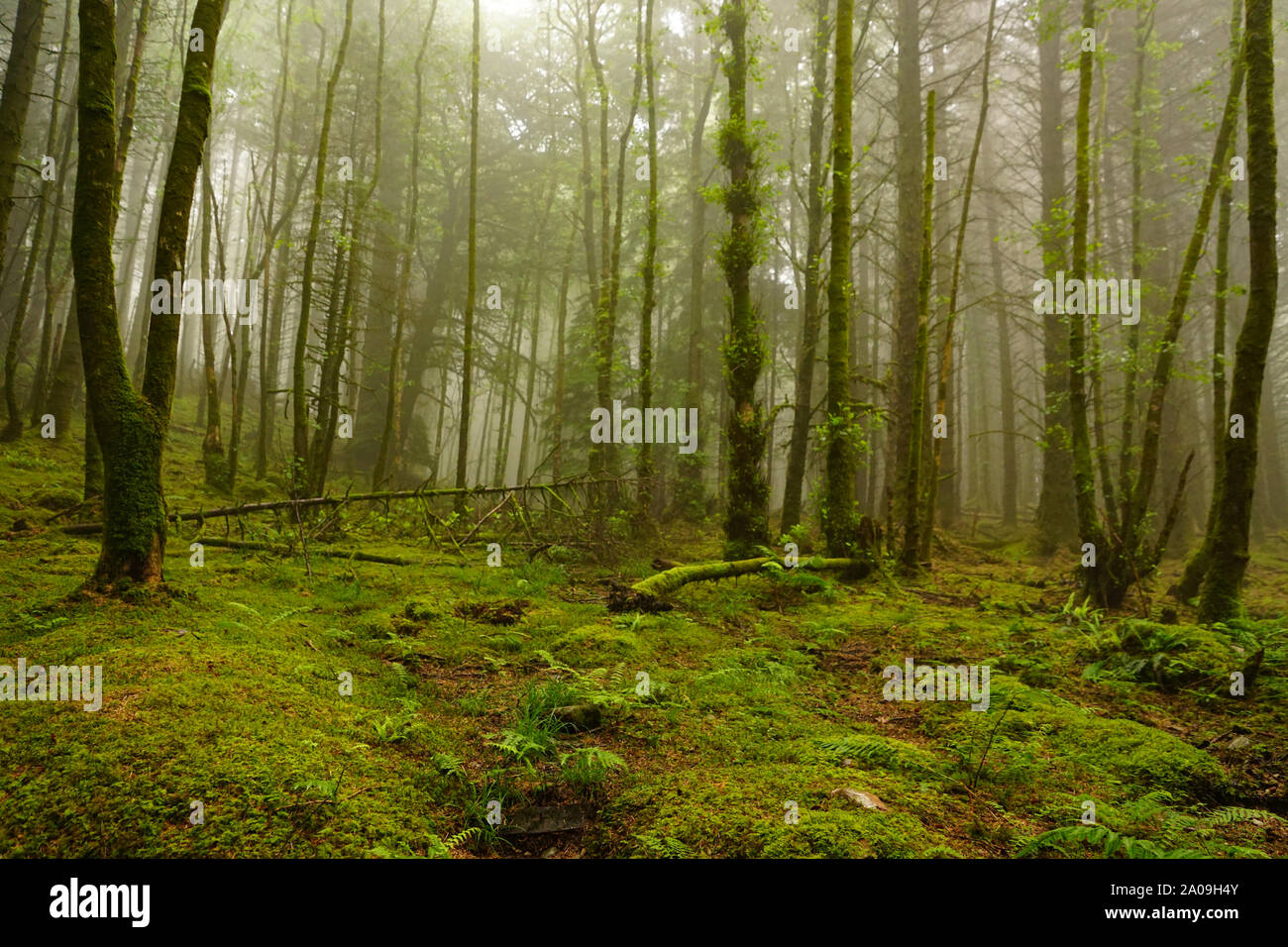 Sentiers de marche Lochan Glencoe Misty en Écosse, les Highlands écossais Banque D'Images