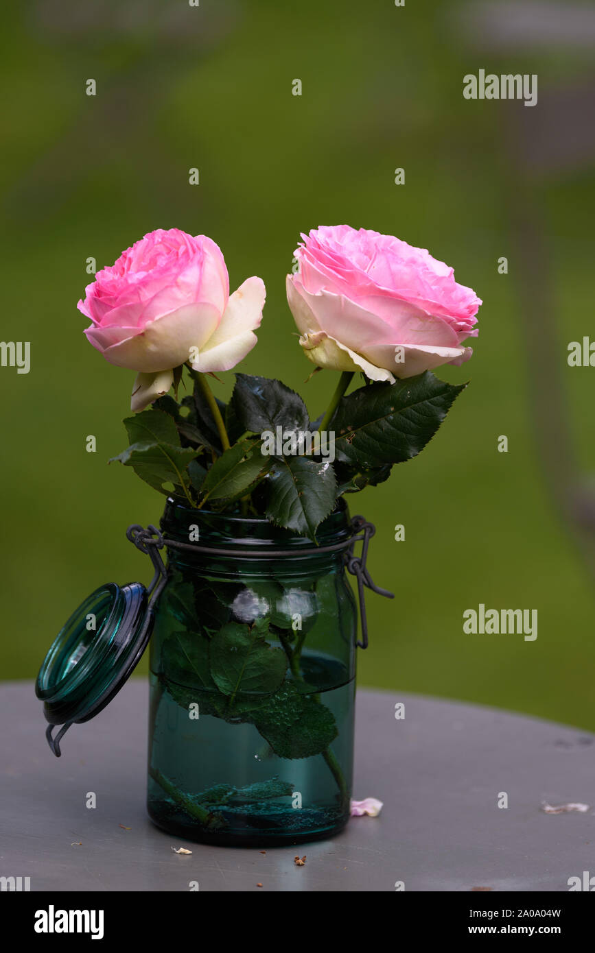 Deux roses dans un pot ; la beauté dans la simplicité Banque D'Images