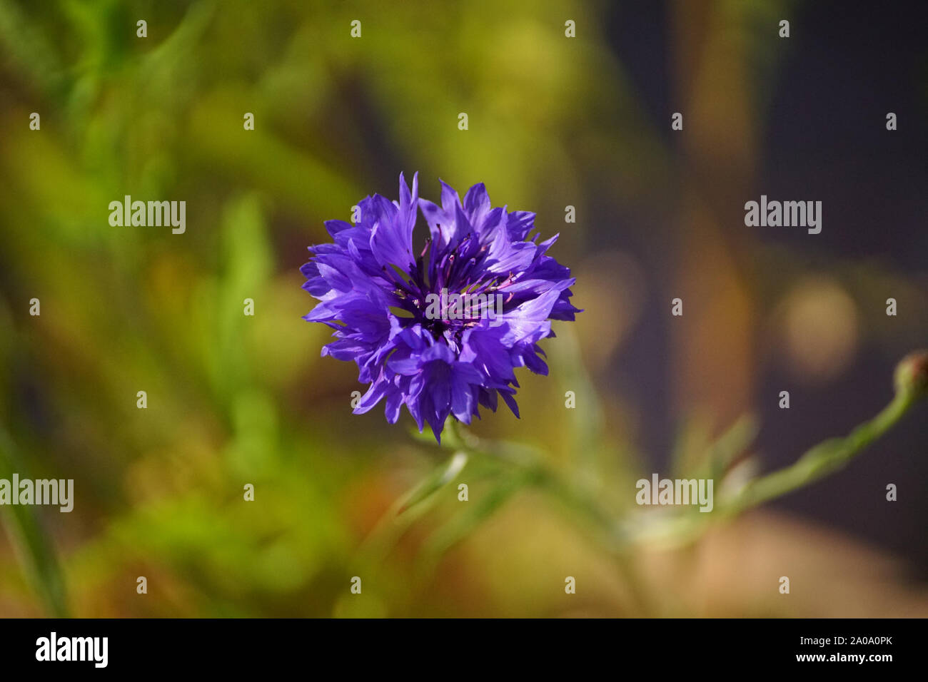 Fleurs colorées, fleurs sauvages colorées, fond vert, bleu, fleur, Centaurea cyanus Bleuet sauvage Banque D'Images