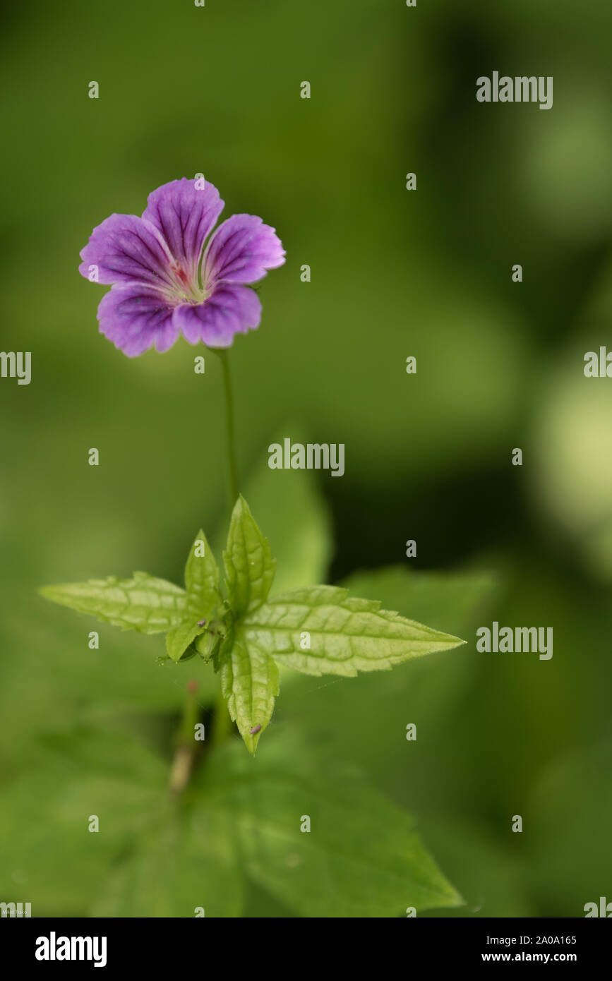 La beauté dans la simplicité : Une fleur isolée Banque D'Images