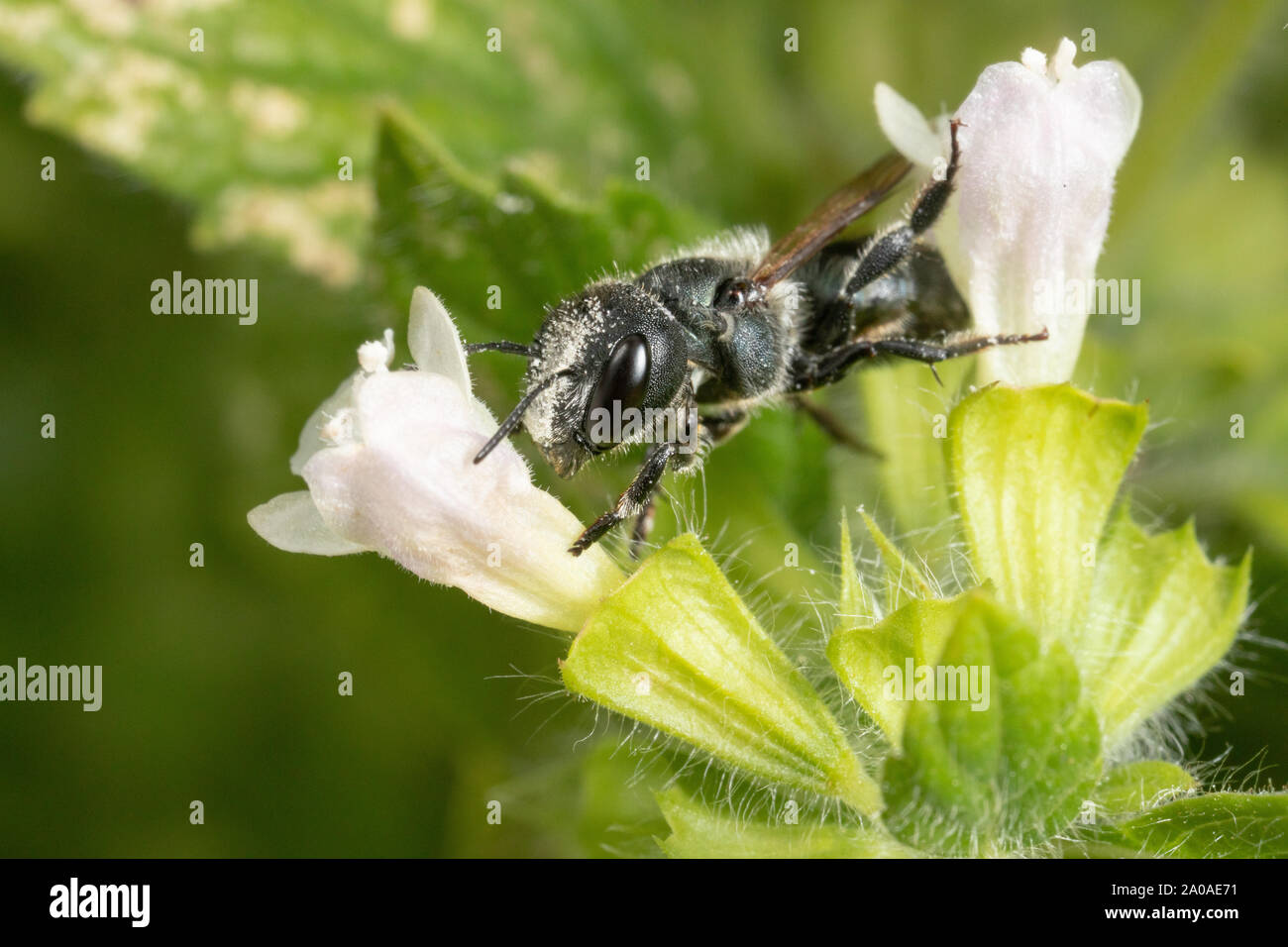 Femelle Bleue abeille maçonne avec du pollen sur la tête, montrant comment des abeilles solitaires sont sous-apprécié, les insectes d'importance économique. Banque D'Images