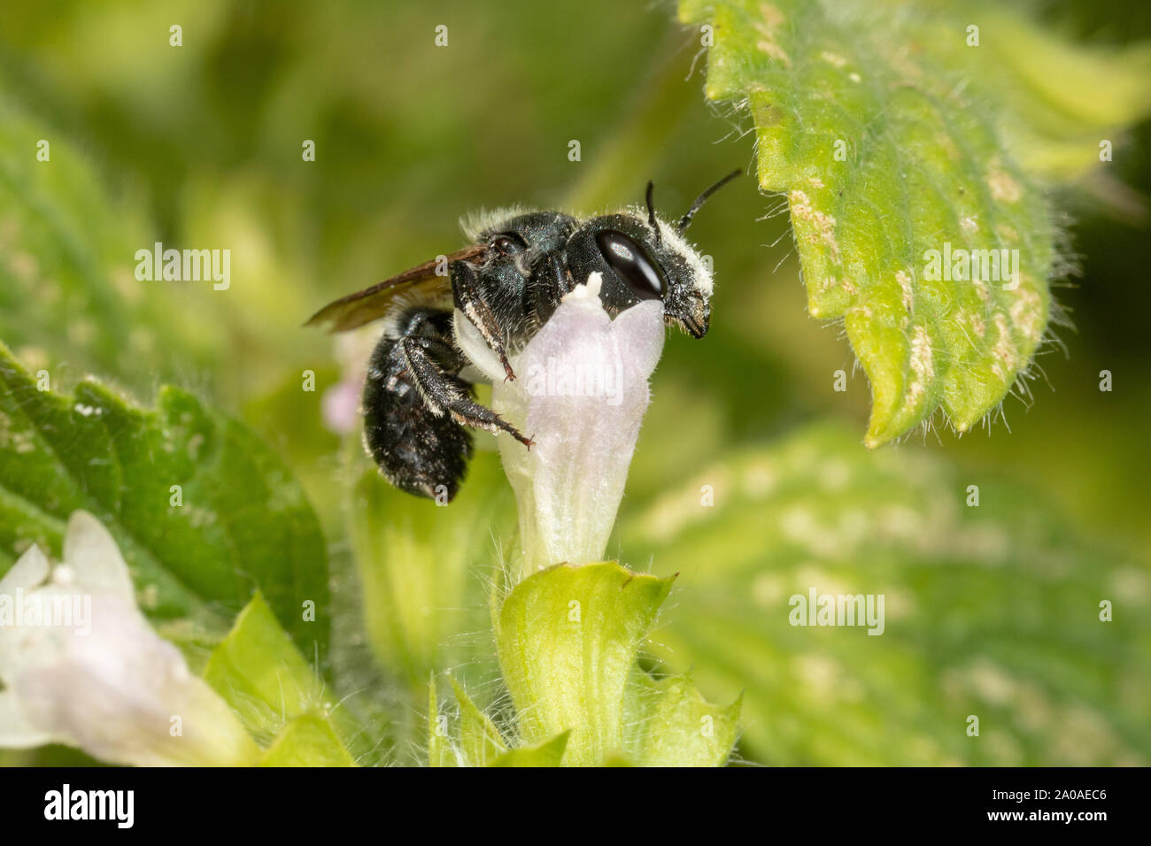Femelle Bleue abeille maçonne avec du pollen sur la tête, montrant comment des abeilles solitaires sont sous-apprécié, les insectes d'importance économique. Banque D'Images