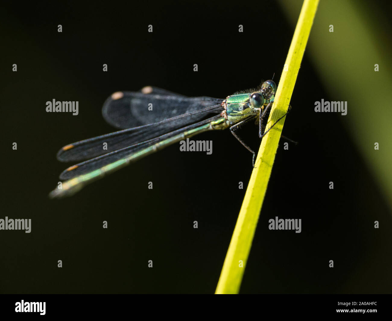 Saule mâle (Chalcolestes viridis demoiselle d'Émeraude), Cambridgeshire, Angleterre, RU Banque D'Images