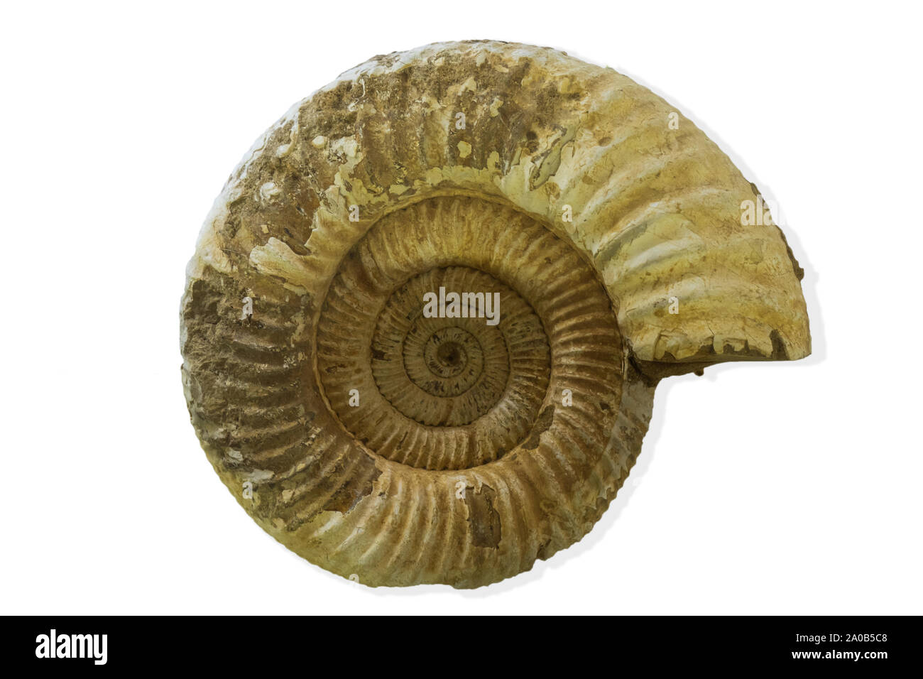 Ammonite fossile de l'ère des dinosaures isolé sur fond blanc Banque D'Images